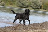 LABRADOR 250
